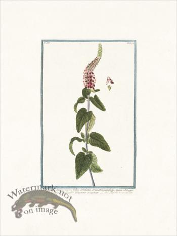 Bonelli 294 Germander